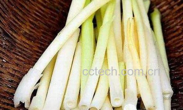 香蒲怎么用 香蒲的吃法-1
