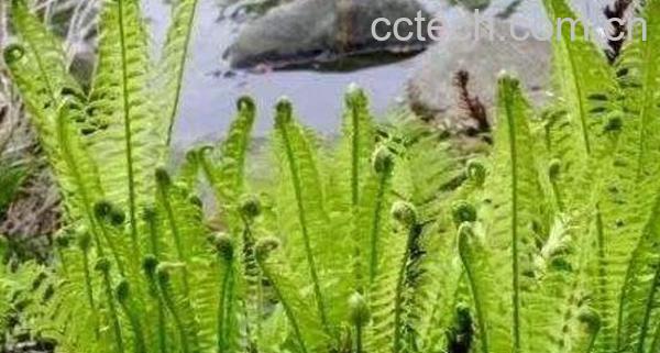 石生姜怎么吃 石生姜的食用方法-0