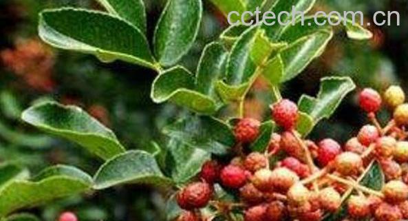 野花椒叶的功效与作用-0