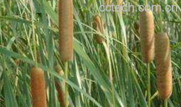 毛蜡烛根的功效与作用-1