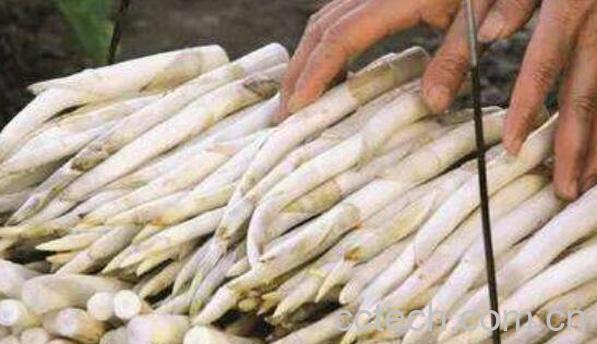 香蒲草根的功效与作用 香蒲草根的药用价值-1