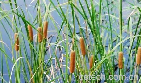 香蒲根的功效与作用-0