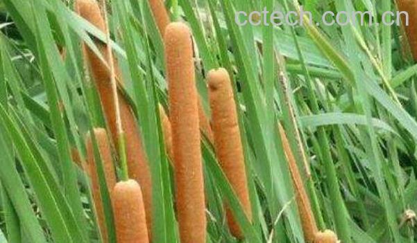 香蒲根的功效与作用-1