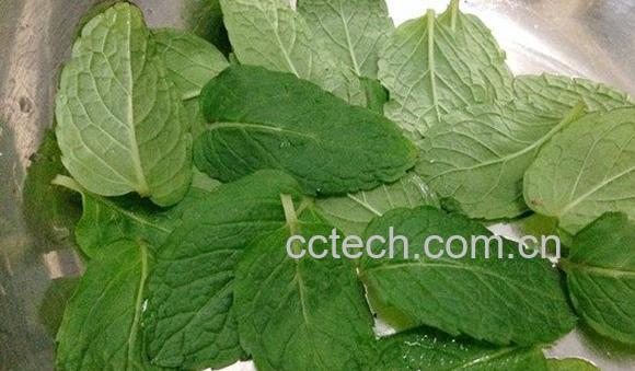 薄荷叶-0
