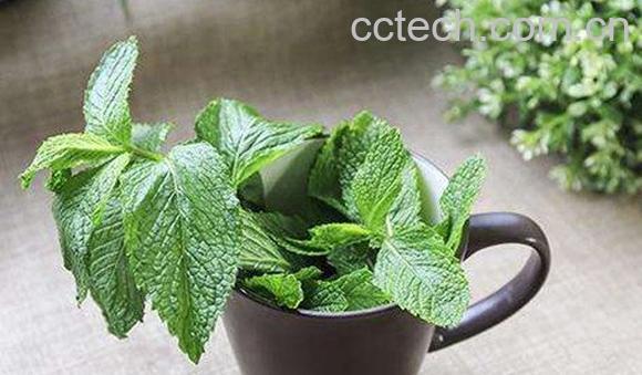 薄荷叶-1