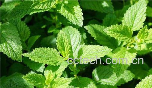 薄荷-0