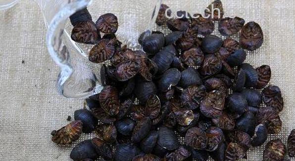 土元黄酒的功效与作用-1