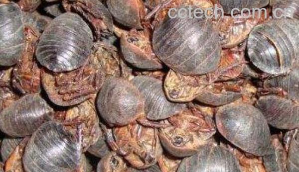 土鳖虫酒的功效与作用-1