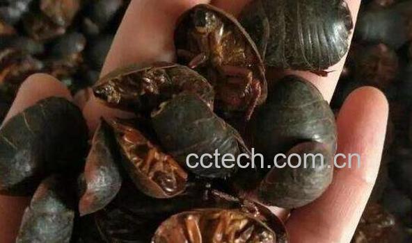 土鳖虫酒的功效与作用-0