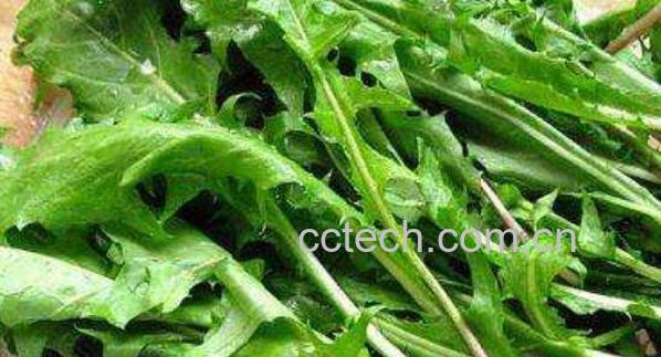 新鲜蒲公英要怎样泡水 新鲜蒲公英泡水的方法-0