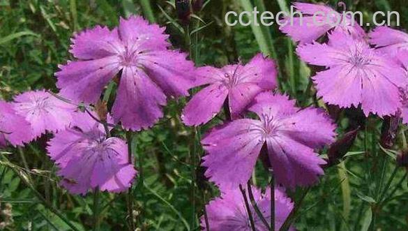 野生石竹的功效与作用-1