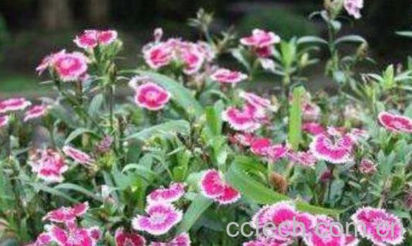 野生石竹的功效与作用-0