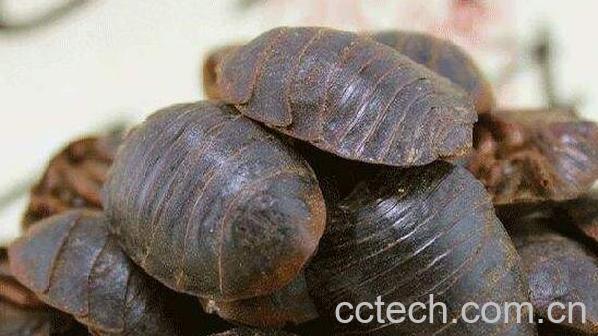 簸箕虫泡酒的功效-0