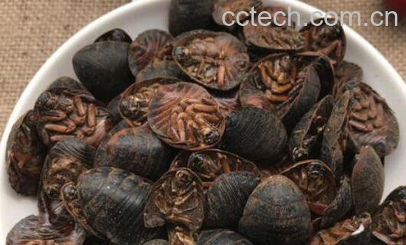 簸箕虫泡酒的功效-1