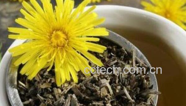 蒲公英泡水有什么好处 蒲公英泡水喝的禁忌-1