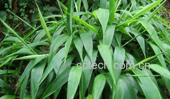 淡竹叶-0