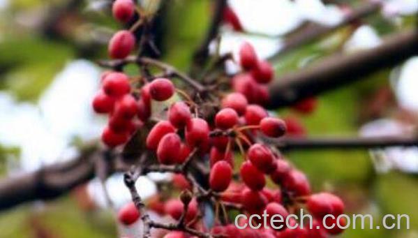 山茱萸泡水喝的功效与作用-1