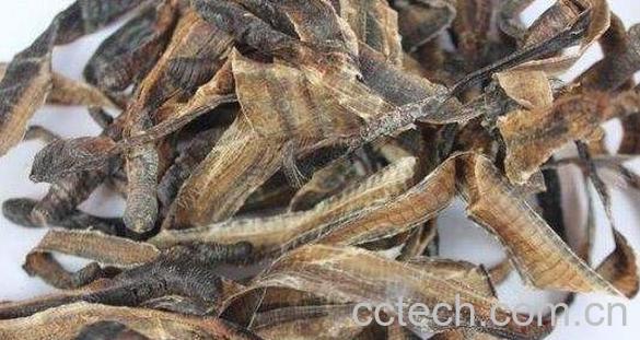 地龙的功效与作用 地龙的副作用-0