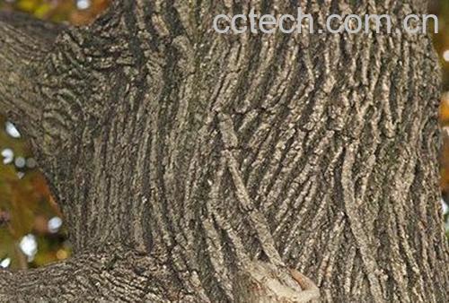 枫树皮-0