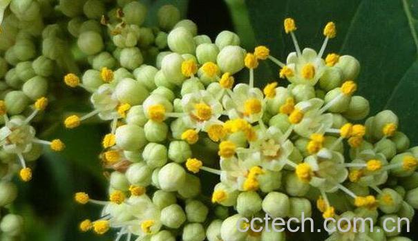 吴茱萸和山茱萸的区别-1