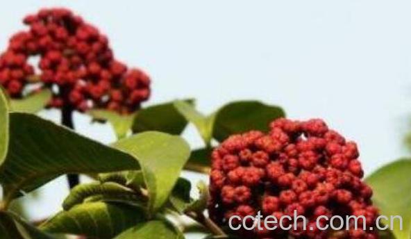 吴茱萸的功效与作用 吴茱萸的副作用-1