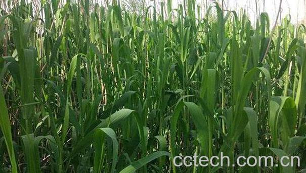 芦苇叶的功效与作用-0