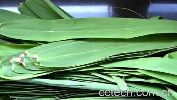 芦苇叶的功效与作用-1