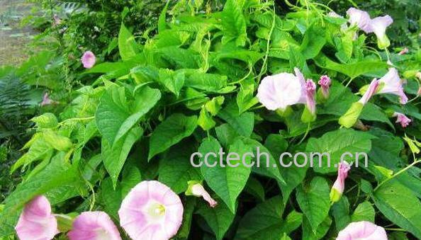 打碗花的功效与作用 打碗花药用功效-0