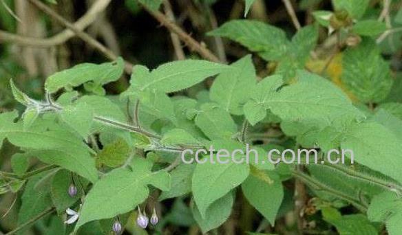 白毛藤的功效与作用-1