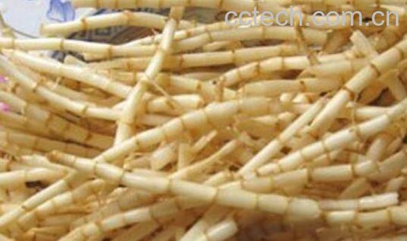 白茅根的功效与作用及禁忌-0