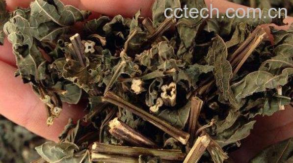 溪黄草与茅岩莓的区别-1