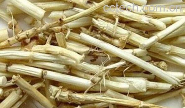 茅根的功效与作用及药用价值-0