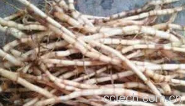 山茅根的功效与作用-1