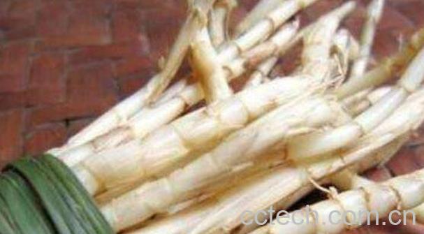 茅根的功效与作用及药用价值-1