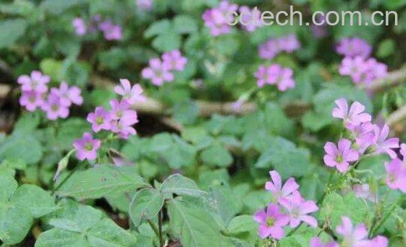 酸浆草泡水喝的功效与作用-0