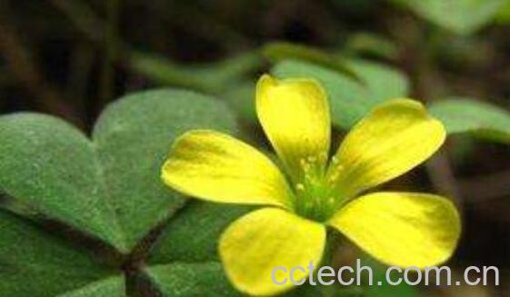 酸浆草的功效与作用 酸浆草的副作用-1