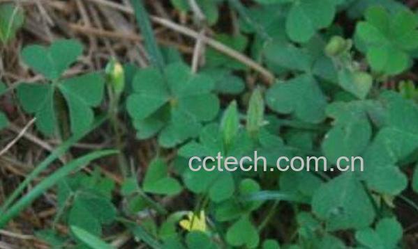 酸浆草泡水喝的功效与作用-1