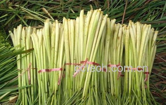 香茅草-1