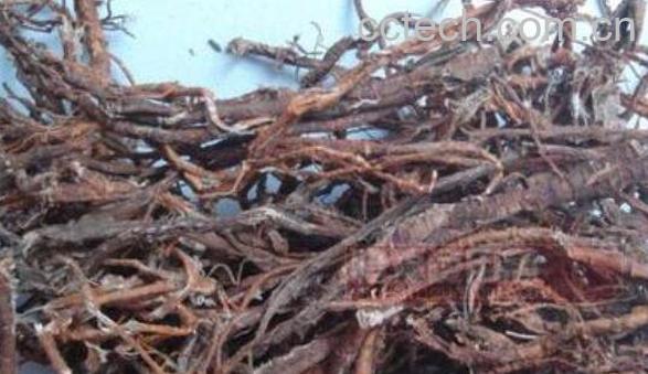 桑树根的功效与作用 桑树根的禁忌-1