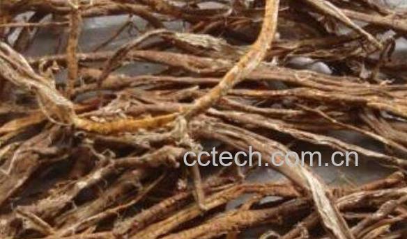 桑树根的功效与作用 桑树根的禁忌-0