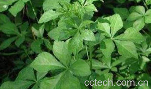 女人吃刺五加的好处-0