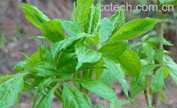 女人吃刺五加的好处-1