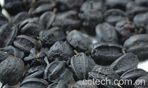 刺五加籽能长期泡水喝 刺五加籽泡水喝的功效-0