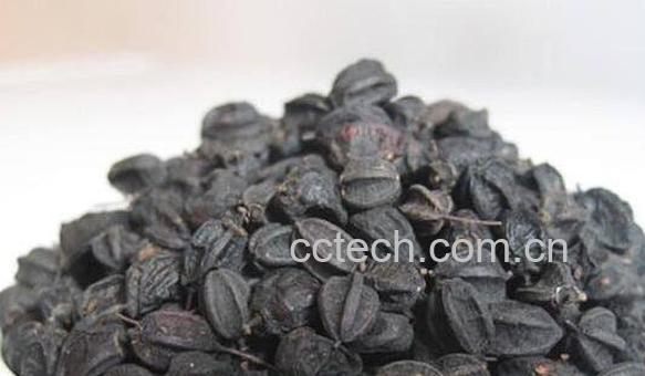 刺五加籽能长期泡水喝 刺五加籽泡水喝的功效-1