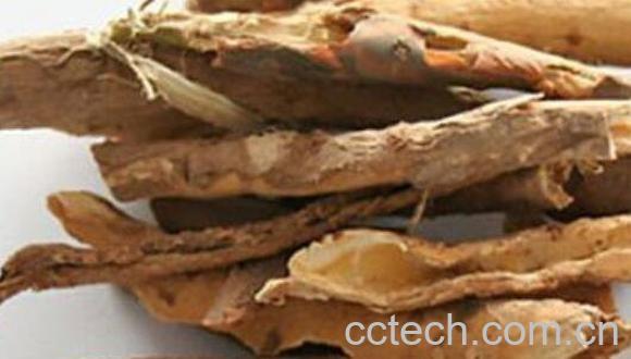 刺五加皮的功效与作用 刺五加皮的药用价值-0