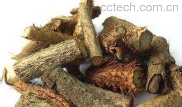 五加皮和刺五加的区别 刺五加的功效-0