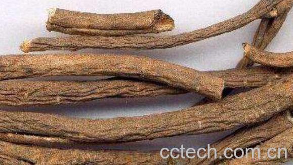 五加皮和刺五加的区别 刺五加的功效-1