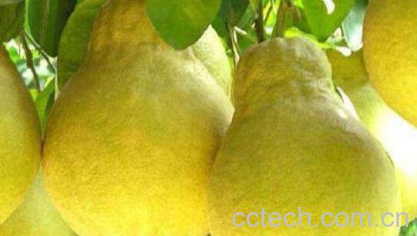 气柑皮的功效与作用-1