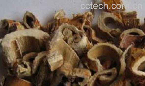 桑树皮的功效与作用 桑树皮的药用价值-1