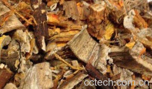 老桑树根的功效与作用-1